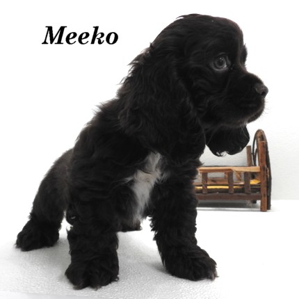 puppy, for, sale, Cocker Spaniel, Joe & Cherri  Overlease, dog, breeder, Miller, MO, dog-breeder, puppy-for-sale, forsale, nearby, find, puppyfind, locator, puppylocator, aca